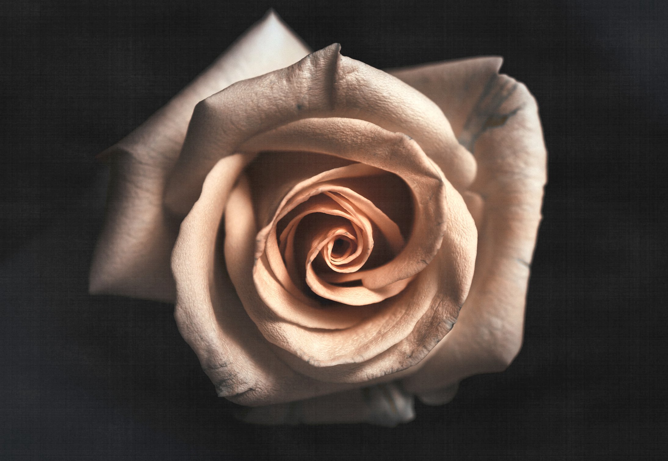 White Rose Flower Wallpaper